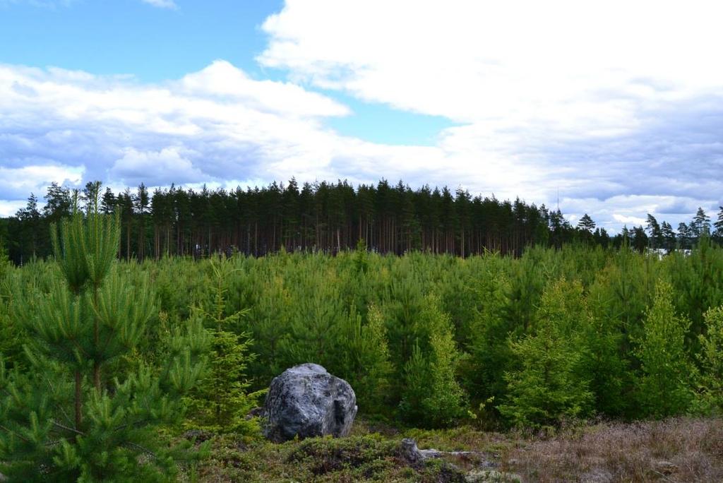 25 käyttämällä mineraaliöljyn sijaan biohajoavia öljyjä. I ja II luokan pohjavesialueilta ei suositella kantojen nostoa.