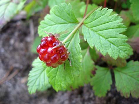 Mesimarja (mesku) Rubus arcticus Tuntomerkit: Korkeus 10 20 cm. Rönsytön ja piikitön monivuotinen ruoho. Lehdet 3 sormiset, sahalaitaiset ja usein punertavat. Kukat punaiset.