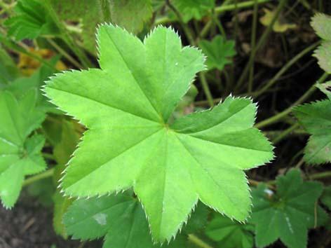 Poimulehti Alchemilla spp. Tuntomerkit: Korkeus 5 40 cm. Suomessa noin 25 lähes samannäköistä monivuotista poimulehtilajia. Lehdet sormijakoiset ja varsinkin nuorina poimuttuneet.