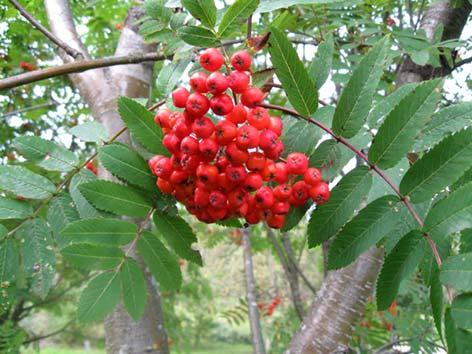 Pihlaja Sorbus aucuparia Tuntomerkit: Korkeus 4 12 m. Puu, jonka runko on sileä. Lehdet isoja; lapa kerrannainen tai pariliuskainen, sahalaitaisia.