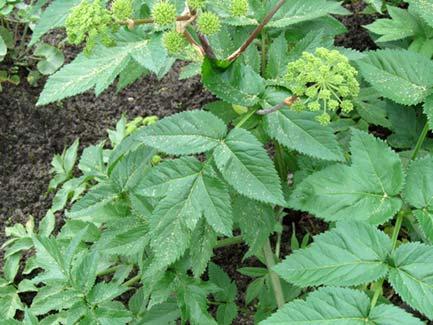 Väinönputki Angelica archangelica ssp. archangelica Tuntomerkit: Korkeus 1 2 m. Kaksi tai monivuotinen sarjakukkaiskasvi. Varret pystyjä, jäykkiä ja paksuja.