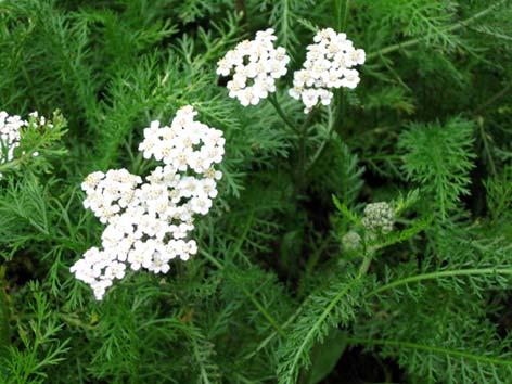 Siankärsämö Achillea millefolium Tuntomerkit: Korkeus 30 40 cm. Monivuotinen ruoho. Lehdet hienoliuskaiset, 2 3 kertaa pariliuskaiset ja karvaiset.