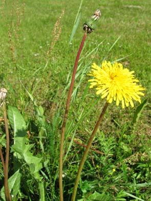 Voikukka Taraxacum spp. Tuntomerkit: Useita satoja alalajeja. Korkeus 10 40 cm. Monivuotinen ruoho. Pariliuskaiset lehdet ruusukkeena varren tyvessä tukevan ja pystyn juuren niskassa.