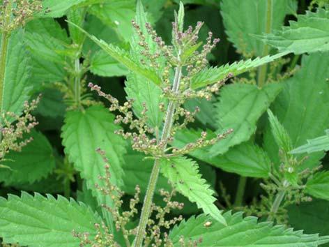 Nokkonen (isonokkonen) Urtica dioica Tuntomerkit: Korkeus 50 100 cm. Monivuotinen ruoho. Kaksikotinen ja poltinkarvainen. Lehdet vastakkaiset, sahalaitaiset ja pitkäsuippuiset.