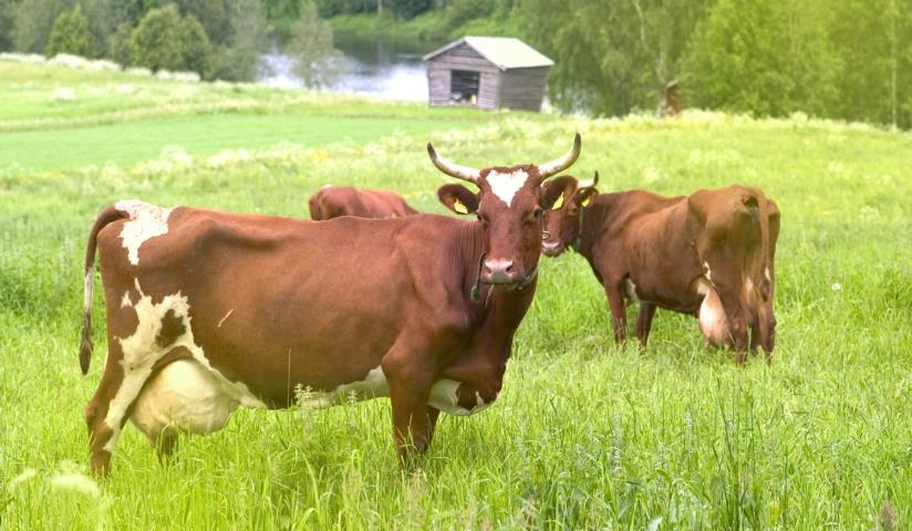 Naudanliha ja naudanlihatuotteet Elintarviketurvallisuus, eläinten hyvinvointi ja terveys Salmonella vapaus, mikrobilääkkeiden käyttö (mm.