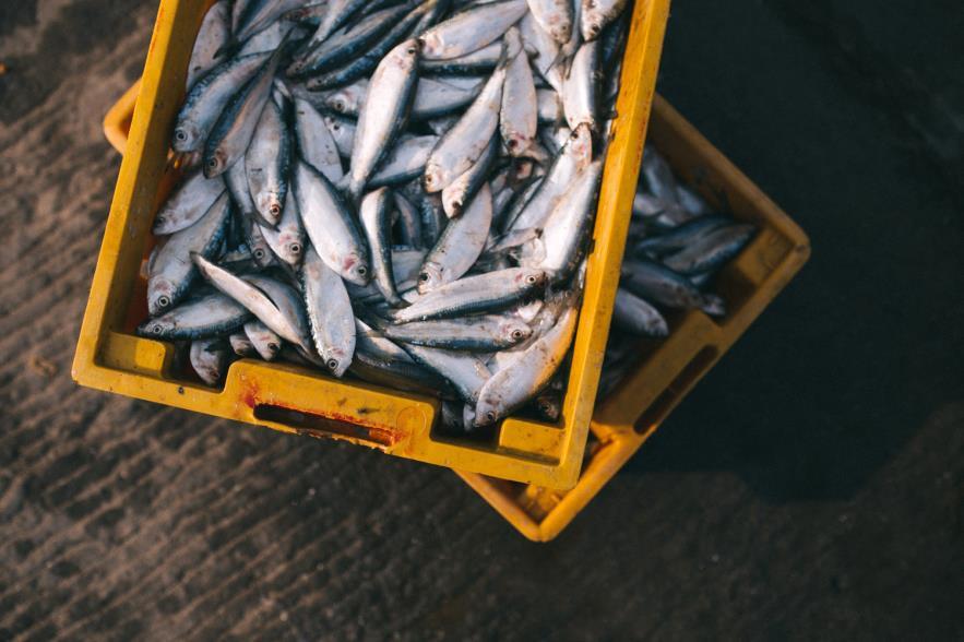 Kala ja kalatuotteet Haasteena kotimaisen villikalan käyttö, ammattikeittiöille valmistettavia tuotteita markkinoilla vielä vähän.