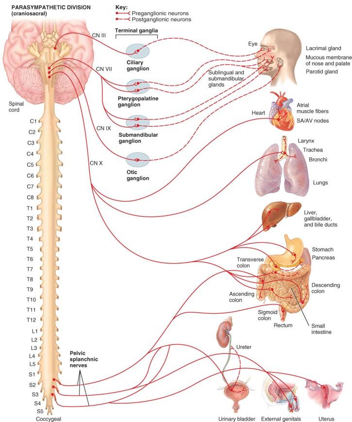 11 3.4 Parasympaattinen hermosto Parasympaattisen hermoston tehtävänä puolestaan on yksilön valmistaminen lepoon, energian kulutuksen hillitseminen ja energiavarastojen täydentäminen (Hartikainen &
