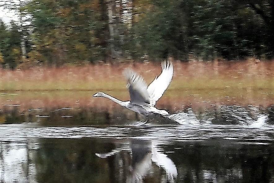 poikasen taktiikalla.