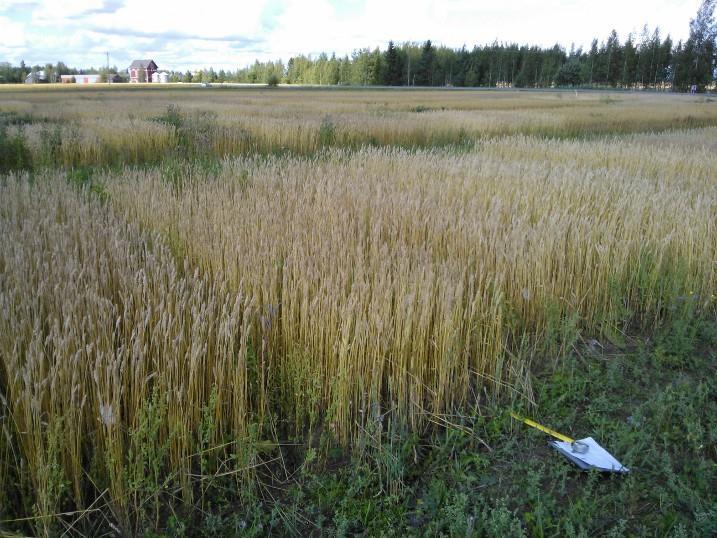 Luomusiementä tarvitaan Luomuviljelty ala kasvaa tasaisesti Lajikevalikoima suppea Vuoden 2014 luomuhavainto- ja lajikekokeissa (, Boreal, MTT ja pakkaajat)