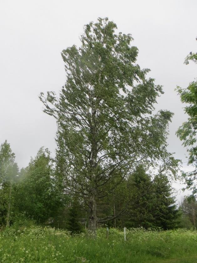 6 LINNUSTO JA MUU ELÄIMISTÖ Alueen linnustosta tai muusta eläimistöstä ei ole tehty erillisiä selvityksiä.