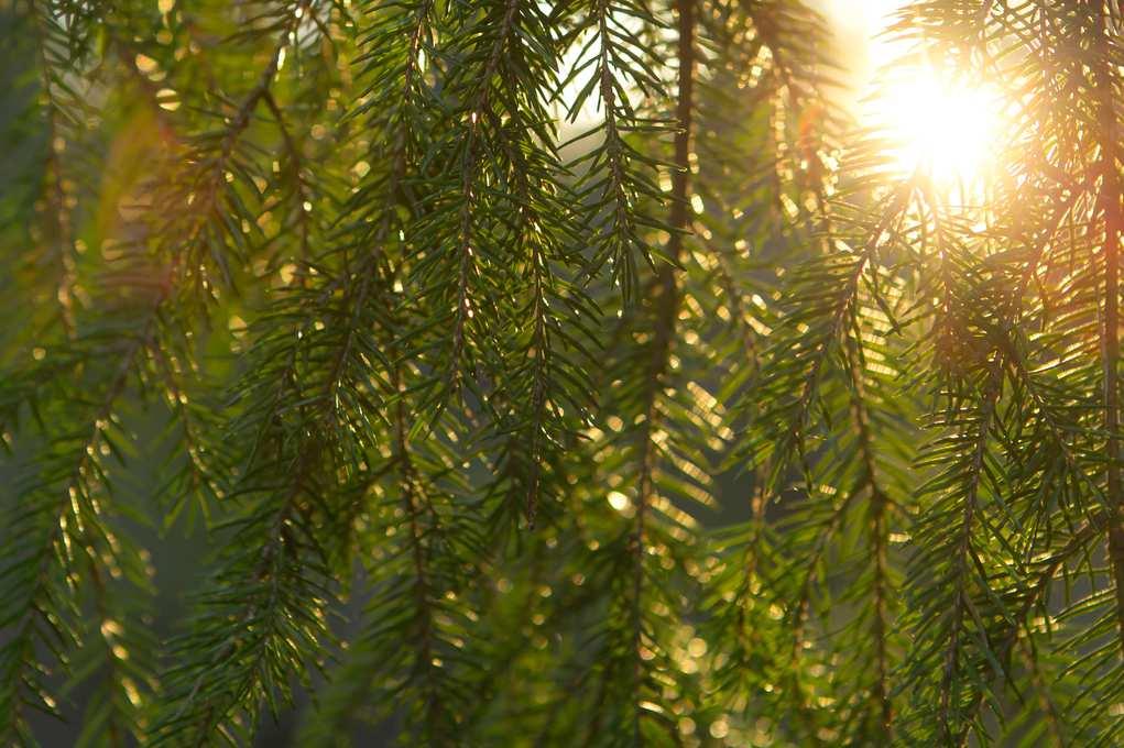 Taustatietoa metsätilojen sukupolvenvaihdoksista Omistajaa vaihtaa vuosittain n.