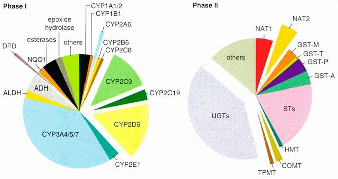 Lääkeainemetaboliassa on geneettistä polymorfiaa CYP2D6 polymorfia 6% 5-10% Science 1999;286:487-491 Ingelman-Sundberg 2004 CYP2D6:n polymorfian merkitys Lääkeaine/ryhmä Kliininen merkitys