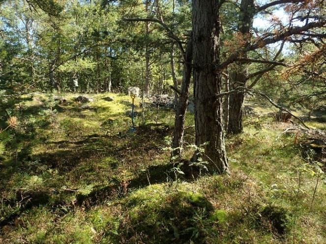 inventointi, T. Tiainen 2016 inventointi. Muinaisjäännösrekisteri: Tykinperusta, joka sijaitsee Rankin koillisosassa tien varressa männikön ympäröimässä louhikkoisessa maastossa.