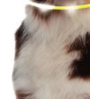 ZOOFARI Koiran lelu erilaisia hauskoja