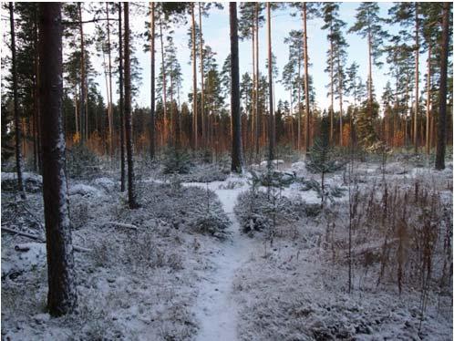 FCG SUUNNITELU JA TEKNIIKKA OY SELOSTUS 6 (14) Kuvat 2 ja 3. Suunnittelualueen maastoa. 3.1.2 Luonnonympäristö, maisema ja maaperä Suunnittelualue on osin uudishakattua sekametsää, valtalajeina mänty ja koivu.