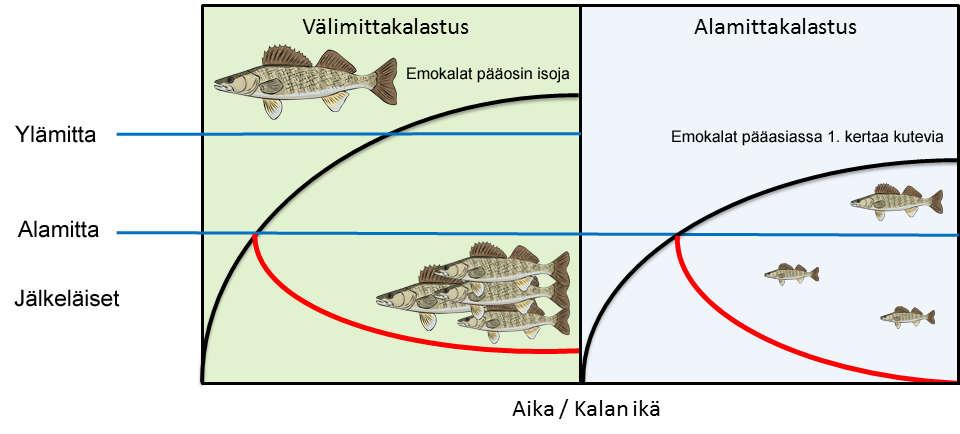 Välimittakalastuksen periaatteelliset edut Kutukalat ovat isoja ja nopeakasvuisia Stabiili saalis, koska kutukanta pysyy