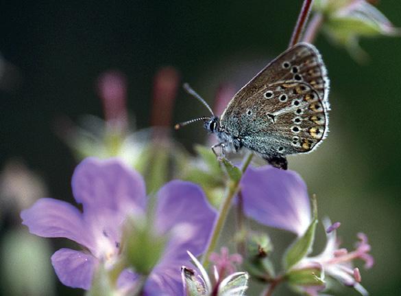 Yksittäisten lajien havaintomäärät ja kannanmuutosarviot on esitetty taulukossa 2. Kokonaisuutena perhoskesä 2011 osoittautui koko seurantajakson parhaaksi (kuva 5).