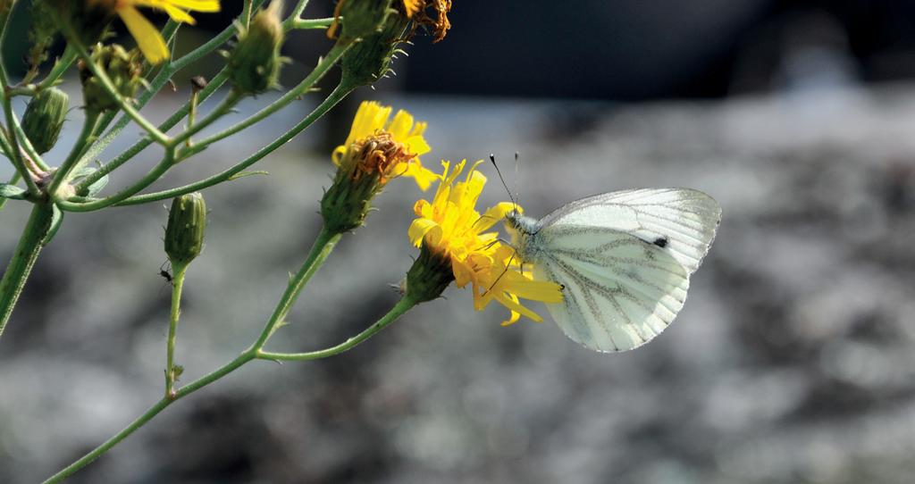 Ovatko poikkeukselliset hellekesät perhosille uhka vai mahdollisuus?