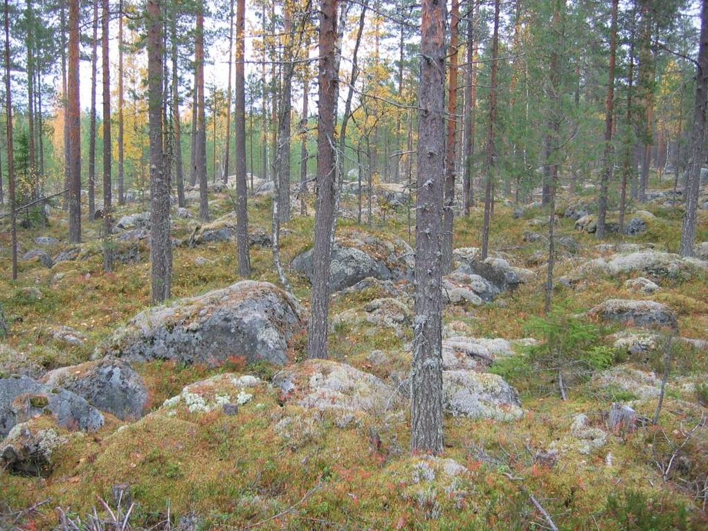 Kuva 12. Kivistä mäntysekametsää tielinjauksella. Kuvattu lännestä. 5 Tulokset Ilosjoen tuulivoimalapuistossa ei havaittu merkkejä kiinteistä muinaisjäännöksistä tai muista arkeologisista kohteista.