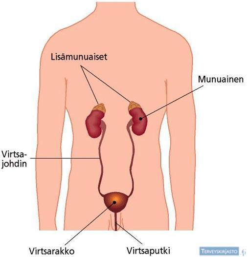 Kystiitti - virtsarakon tulehdus VTI:n jaottelua Pyelonefriitti - virtsanjohtimen, munuaisaltaan tai munuaisen tulehdus Oireeton bakteriuria toistuvasti todettu