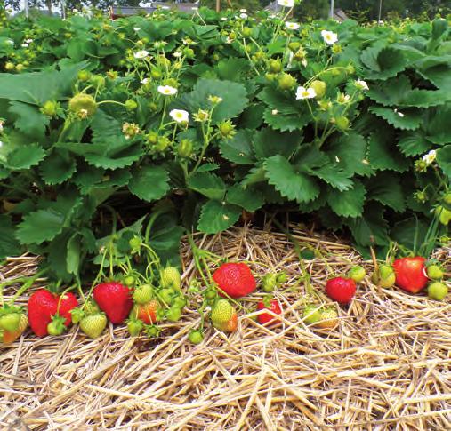 kiiltävä marja vastustuskykyinen härmää (Mildew), marjamätää (fruit rot) ja ripsiäisiä vastaan vastustuskykyinen juuristotauteja vastaan Jatkuvasatoisten lajikkeiden saatavuus