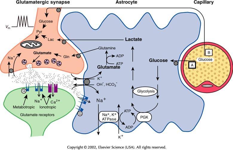 Glucose and lactate as source