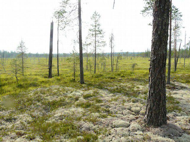 Yhteystiedot Suomen Luonnonsuojeluliitto ry