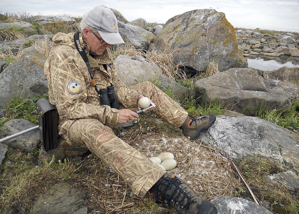 Suomen lintuasemien toiminta vuosina 2010 2016 Harri Hongell mittaa kyhmyjoutsenen munia Tankarin lintuasemalla. Measuring Mute Swan Cygnus olor eggs at Tankar B.O.