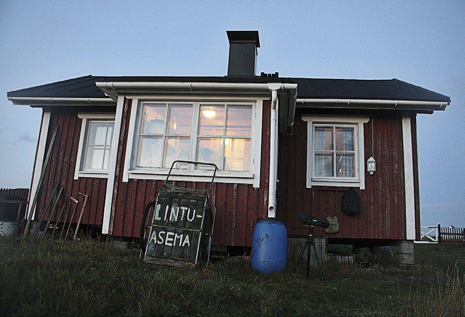Suomen lintuasemien toiminta vuosina 2010 2016 2010-luku on ollut Jurmossa kasvun aikaa sekä miehitys- että rengastusaktiivisuuden suhteen.