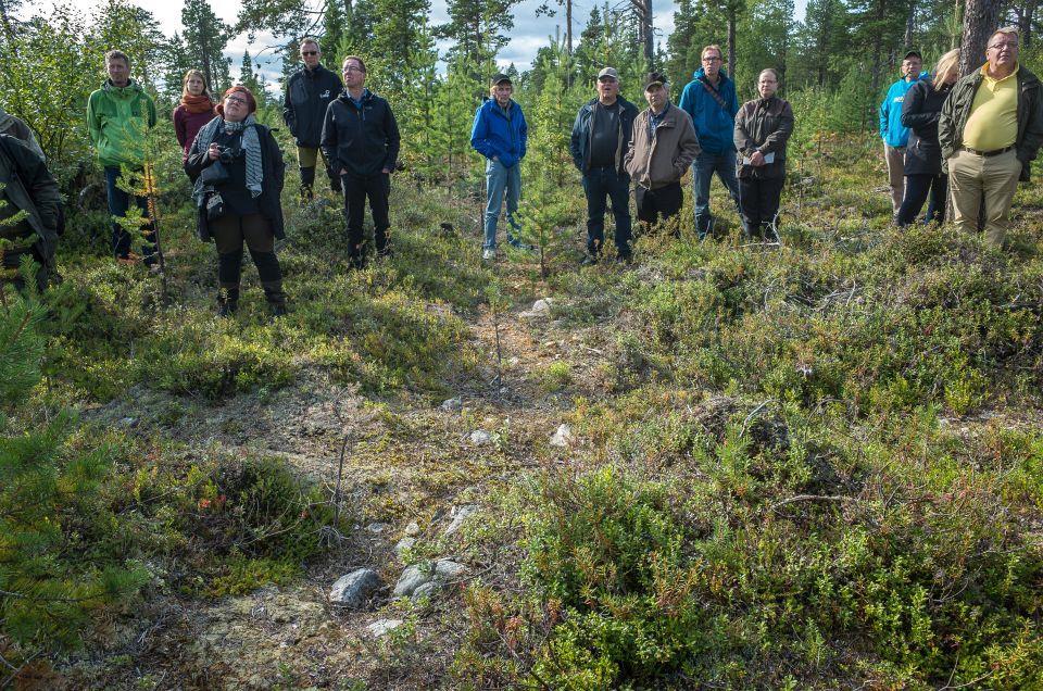 Kuva 3. Valkkojärven metsäkohde. Tien eteläpuolella jäkälän kasvu on vähäistä eikä maasto ole porojen laitumena kovin houkuttelevaa.