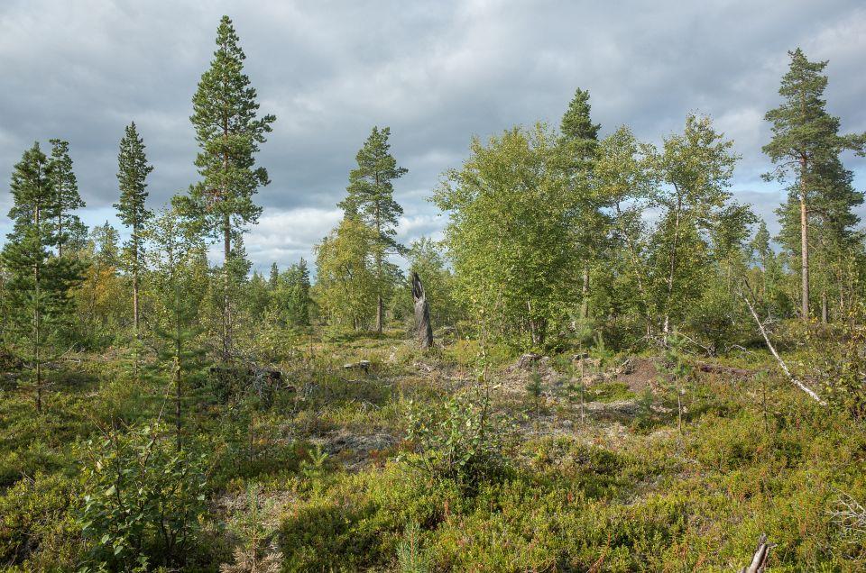 Paliskunnan edustajan mukaan poro ei moneen vuoteen viihdy käsitellyillä alueilla ja jos ne sattuvat olemaan porolle tärkeitä laidunalueita tai porojen kokoontumisalueita, niistä aiheutuu haittaa