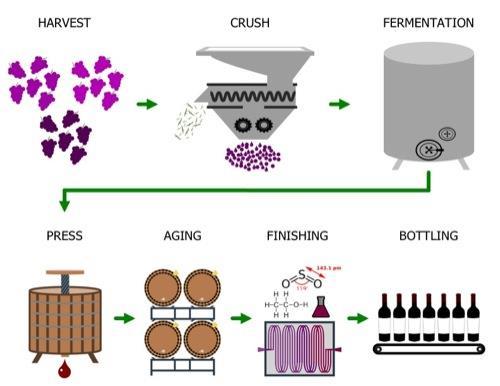 13 3.2 Viinin valmistusprosessi Marjaviinien valmistusprosessissa voidaan raaka-aineet pakastaa sadonkorjuun jälkeen kun taas rypälesato käytetään viiniksi heti.