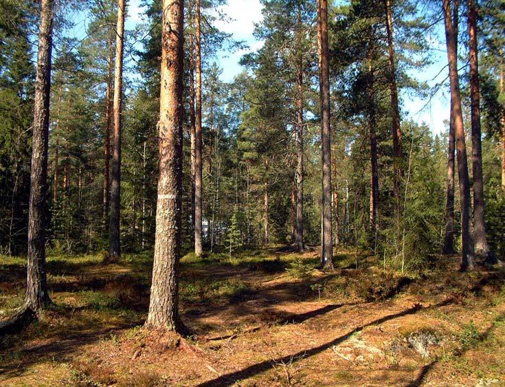 neljällä Hyvinkään keskustan läheisyydessä sijaitsevalla havaintoalalla.