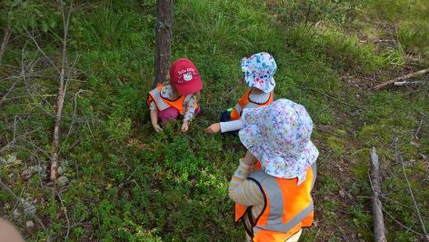 Metsämörritoiminta: Pilvipaimenissa metsämörripäivä on yleensä