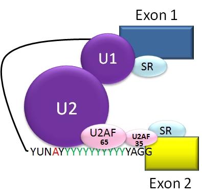 RNA:n silmukoin< 13