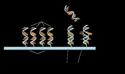 DNA- DNA hybridisaa=o DNA mikroarray DNA mikroarray Geeni- ilmentyminen DNA mikroarraykoe Uuden polven