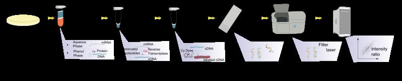 Sequencing library Kapillaarisekvensoin= Immobilization Polony array Cycles Next-generation sequencing