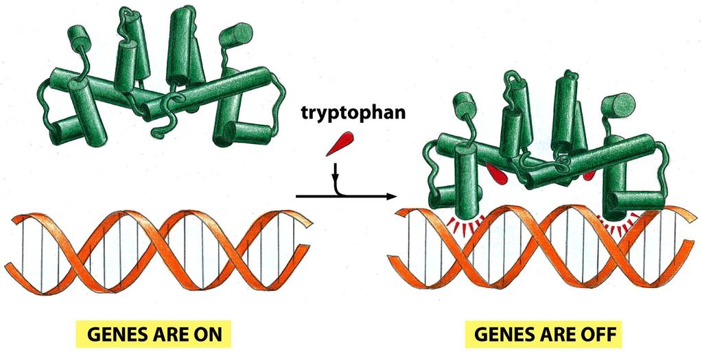 - Tryptofaanin