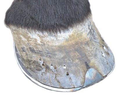 HORSES HEVOSET PERJANTAI 15.12. Sali: Oskar von Hellens Hevosen krooniset kivuliaat sairaudet Yleispraktikot Puheenjohtaja: ELL Minna Mustikka, Evidensia Hyvinkää 8.