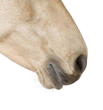 HORSES HEVOSET Hevososiossa keskitytään hevosen kivun tunnistamiseen ja hoitoon sekä erilaisiin kroonista kipua aiheuttavien sairauksiin.