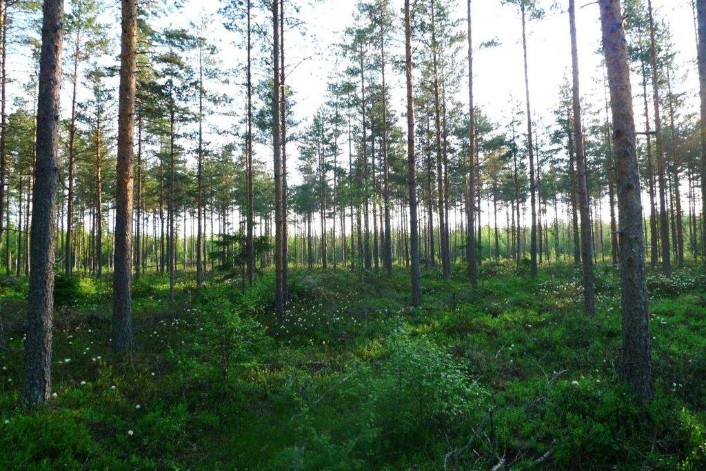 FCG SUUNNITTELU JA TEKNIIKKA OY Luontoselvitykset 4 (16) 3.3 Kasvillisuuden nykytilanne 3.3.1 Kasvillisuuden yleiskuvaus Taulukko 1. Hankealueen maankäyttö (CLC2006).