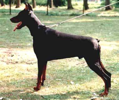 DOBERMANN Rekisteri 1997 Suomen