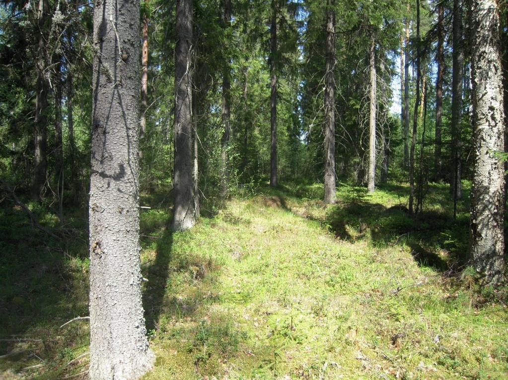 ajankohta mahdollisti myös pesimälinnuston melko kattavan inventoinnin. Olemassa olevaa taustatietoa oli käytettävissä vain vähän, lähinnä ympäristöhallinnon Hertta tietokanta.