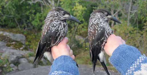 Närhiä Garrulus glandarius on sadatellen irroteltu verkosta ja rengastettu 631 kappaletta. Näistä valtaosa oli nuoria eli 608 yksilöä ja vanhoja 16.