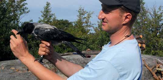 Varis Corvus corone verkossa on rengastajalle usein iloinen yllätys, sillä asemalla on tutkimuskaudella rengastettu vain 14 varista, joista vanhoja yksilöitä on ollut kolme (Kuva 53, Taulukko 56).