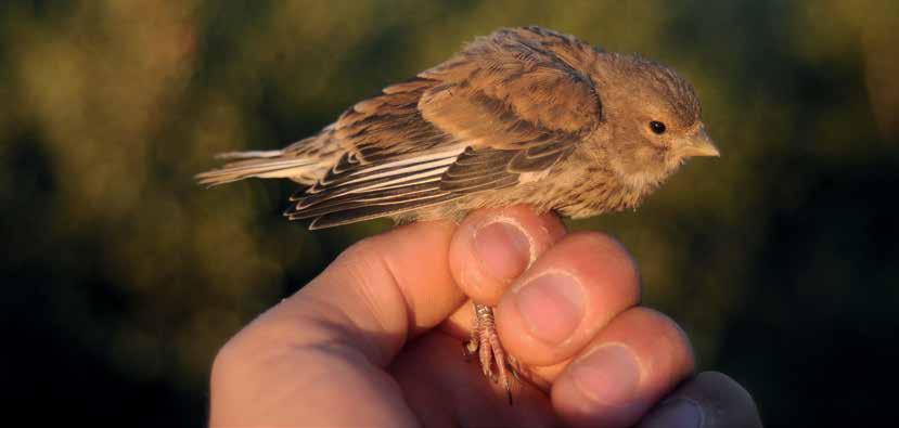 Vihervarpusen Carduelis spinus (1.8. ) rengastusmäärät olivat samaa luokkaa viherpeipon kanssa, mutta nuorten osuus oli suurempi (85 %) (Taulukko 64).