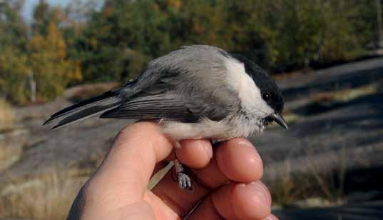 Pyrstötiainen Aegithalos caudatus oli aseman kolmanneksi runsain rengastuslaji. Syksyisin niitä rengastettiin 43 983 yksilöä.