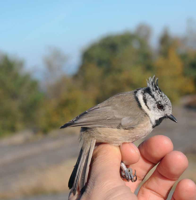 Lapintiainen Parus cinctus oli harvinainen rengastuslaji. Lajia rengastettiin syksyisin yhteensä 39 yksilöä, joista kaksi kolmasosaa 1990-luvun alkupuolella, ja vain kaksi yksilöä 2000-luvulla.