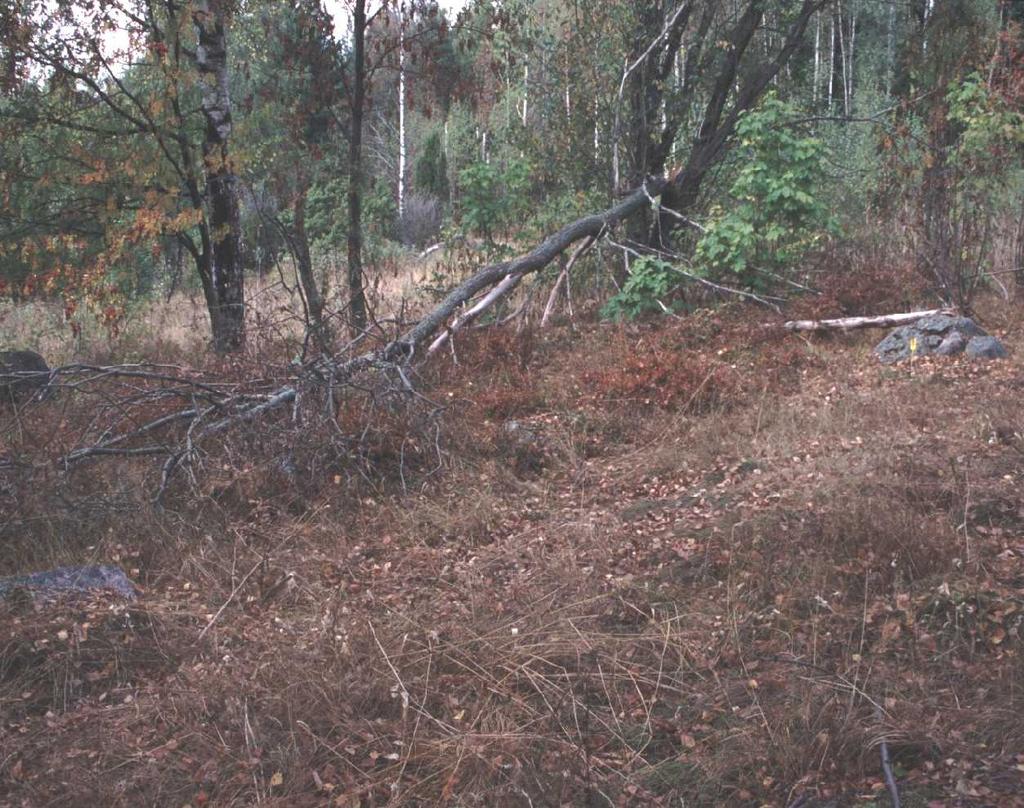 10 5. GUBBACKAN ETELÄPUOLINEN AUTIOTONTTI 5.1. Havaitut rakenteet Kohde G1 15 MV/RHO dia 125244: 6 Kuva 1: Kohde G1. Rakennuksen pohja Mv-negatiivit: 125243: 2-3. Diakuvat: 125244: 6-8.