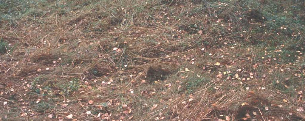 Noin 6 x 4 metriä laaja rakennuksen pohja. Kivijalka ei erotu maanpinnalle.